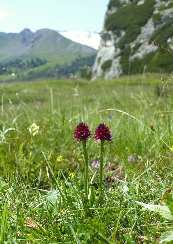 Una giornata a Valparola. Dactylorhiza, Nigritella e grandi montagne!